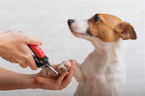 Nail trimming for dogs. Things To Know About Nail trimming for dogs. 